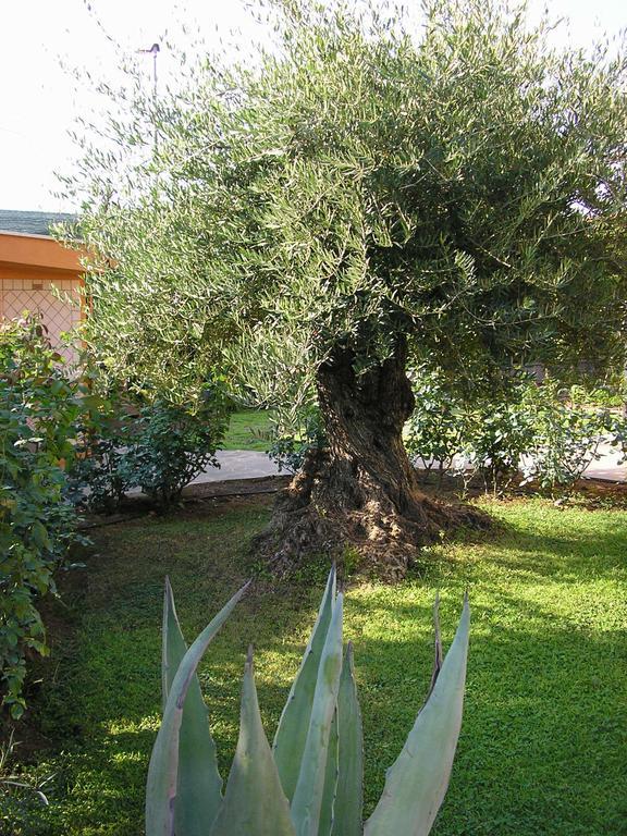 Bed and Breakfast Al Vecchio Olivo Frascati Exterior foto