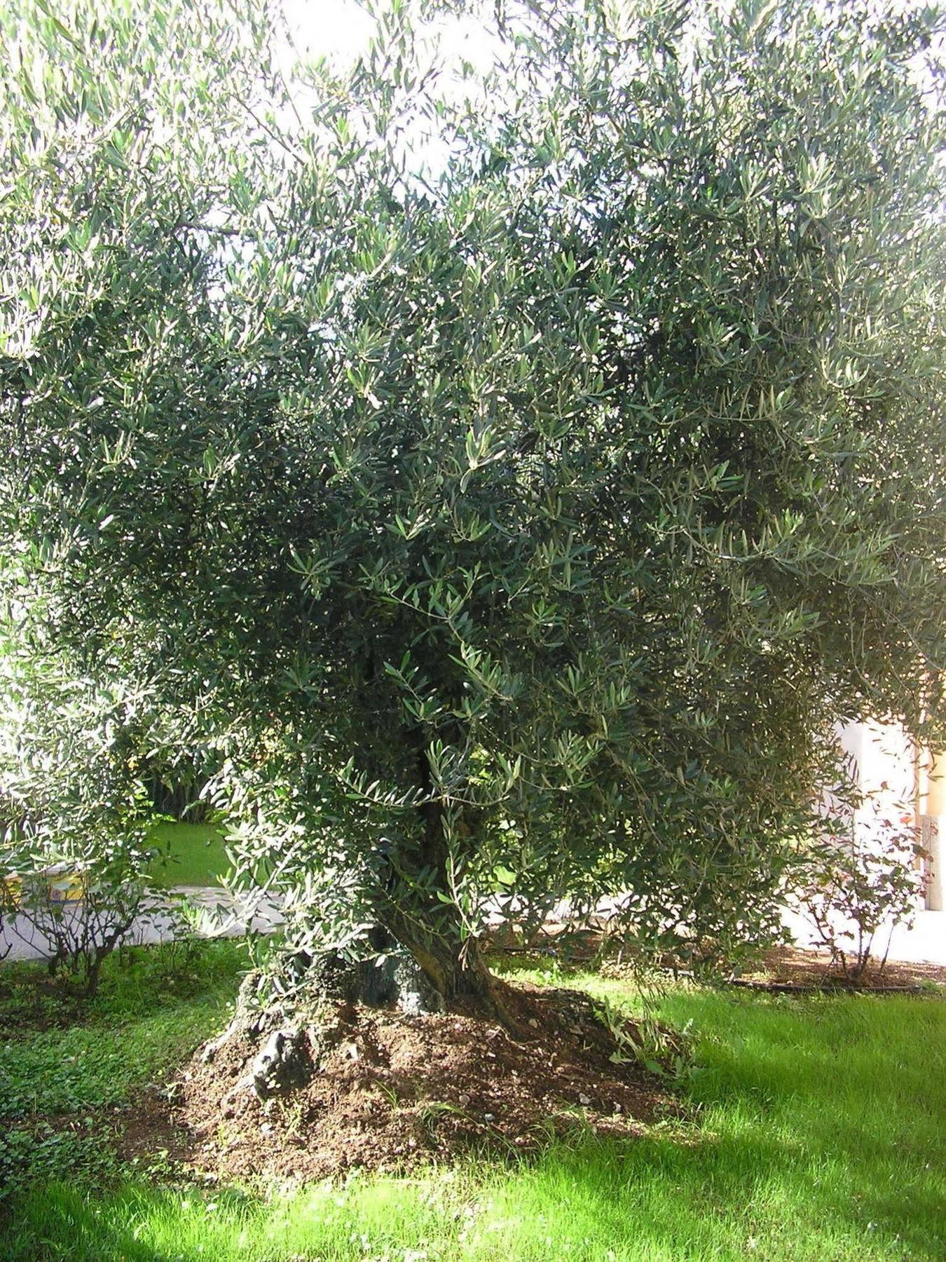 Bed and Breakfast Al Vecchio Olivo Frascati Exterior foto